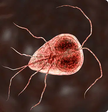 Bild eines Giardia