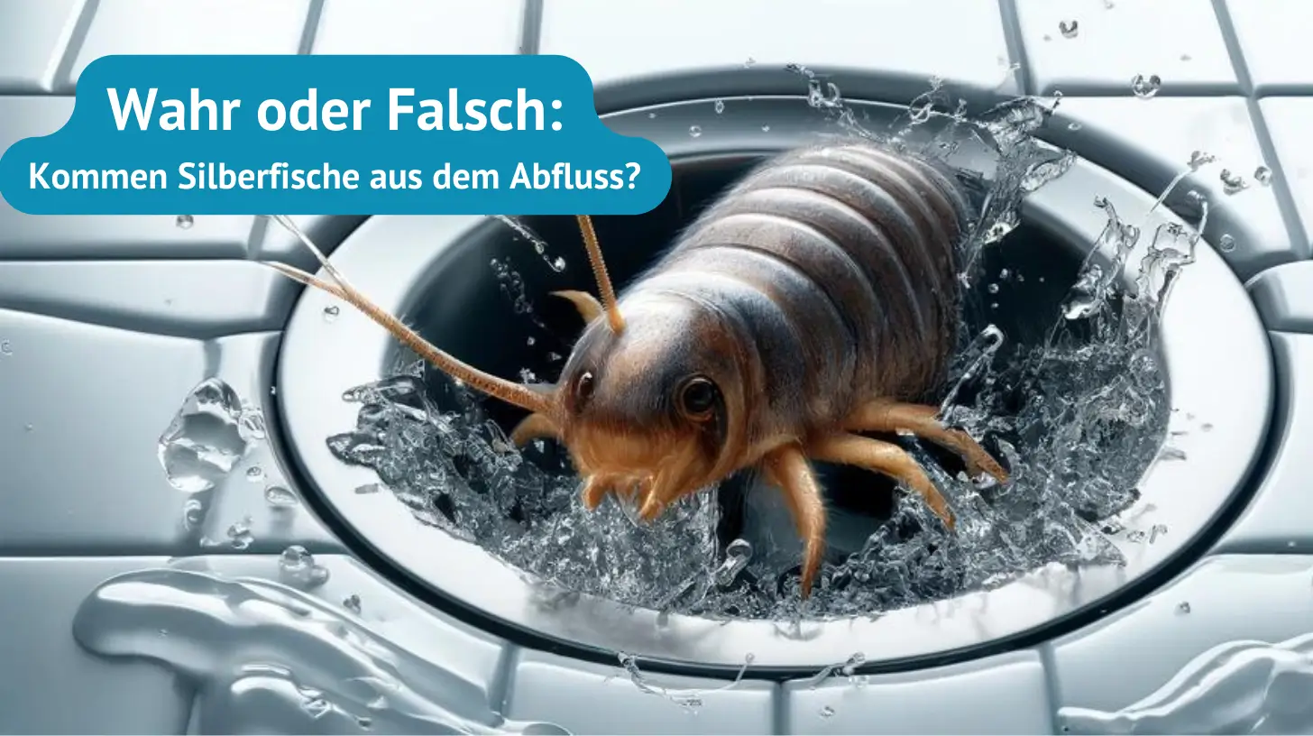 Kommen Silberfische aus dem Abfluss?