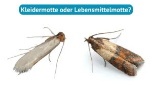 Lebensmittelmotte oder Kleidermotte