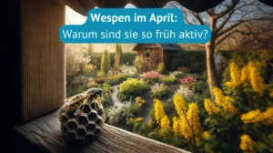 Wespen im April