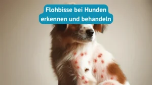 Flohbisse bei Hunden