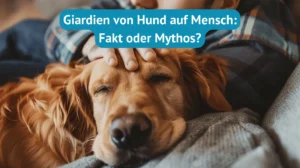 Giardien Hund Übertragung Mensch