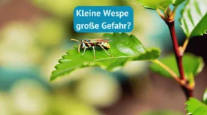 Kleine Wespe auf einem Blatt einer Blume