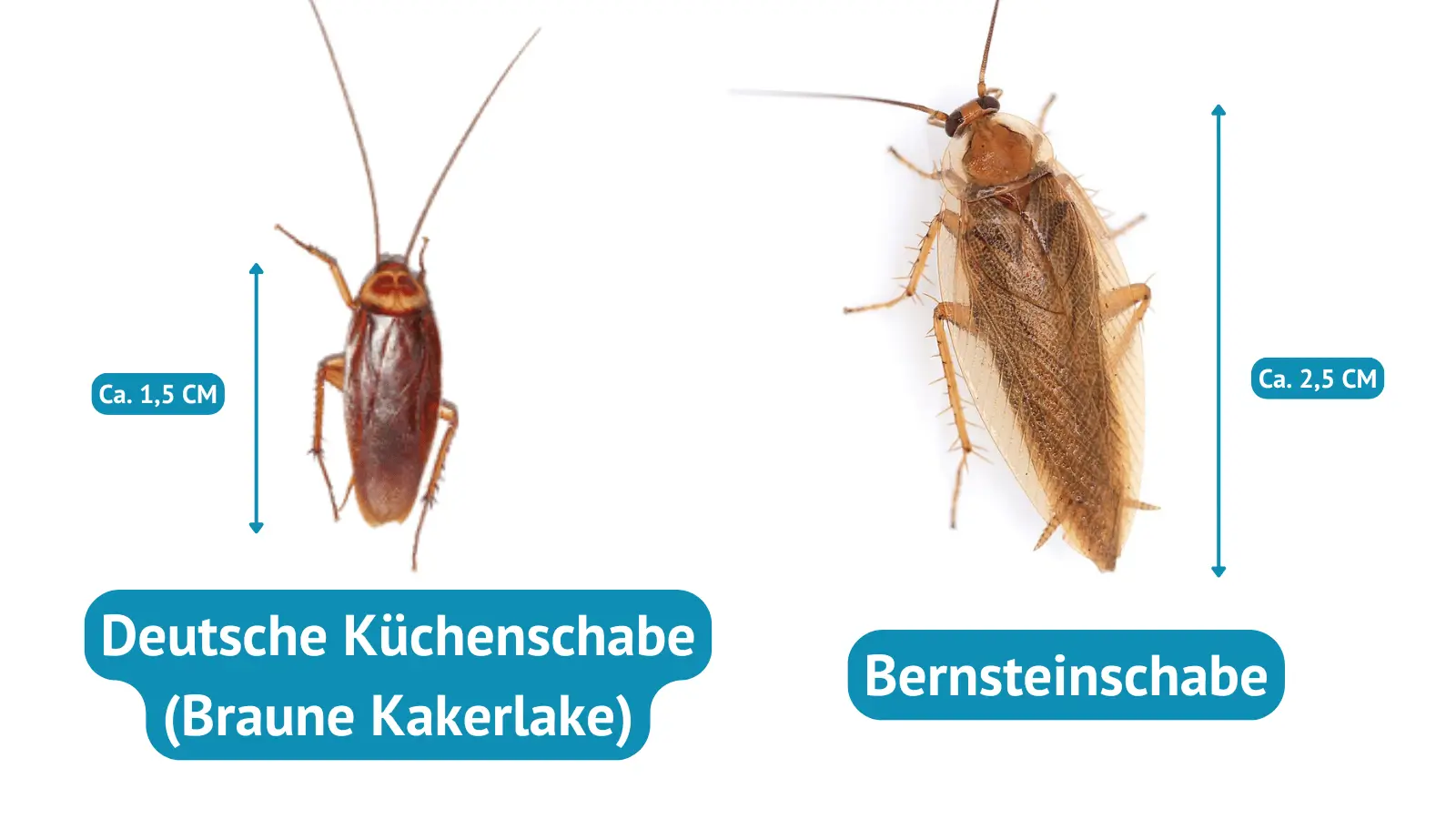 Braune Kakerlaken von Waldschabe im Haus unterscheiden