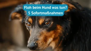 Floh beim Hund was tun? 5 effektive Sofort-Maßnahmen