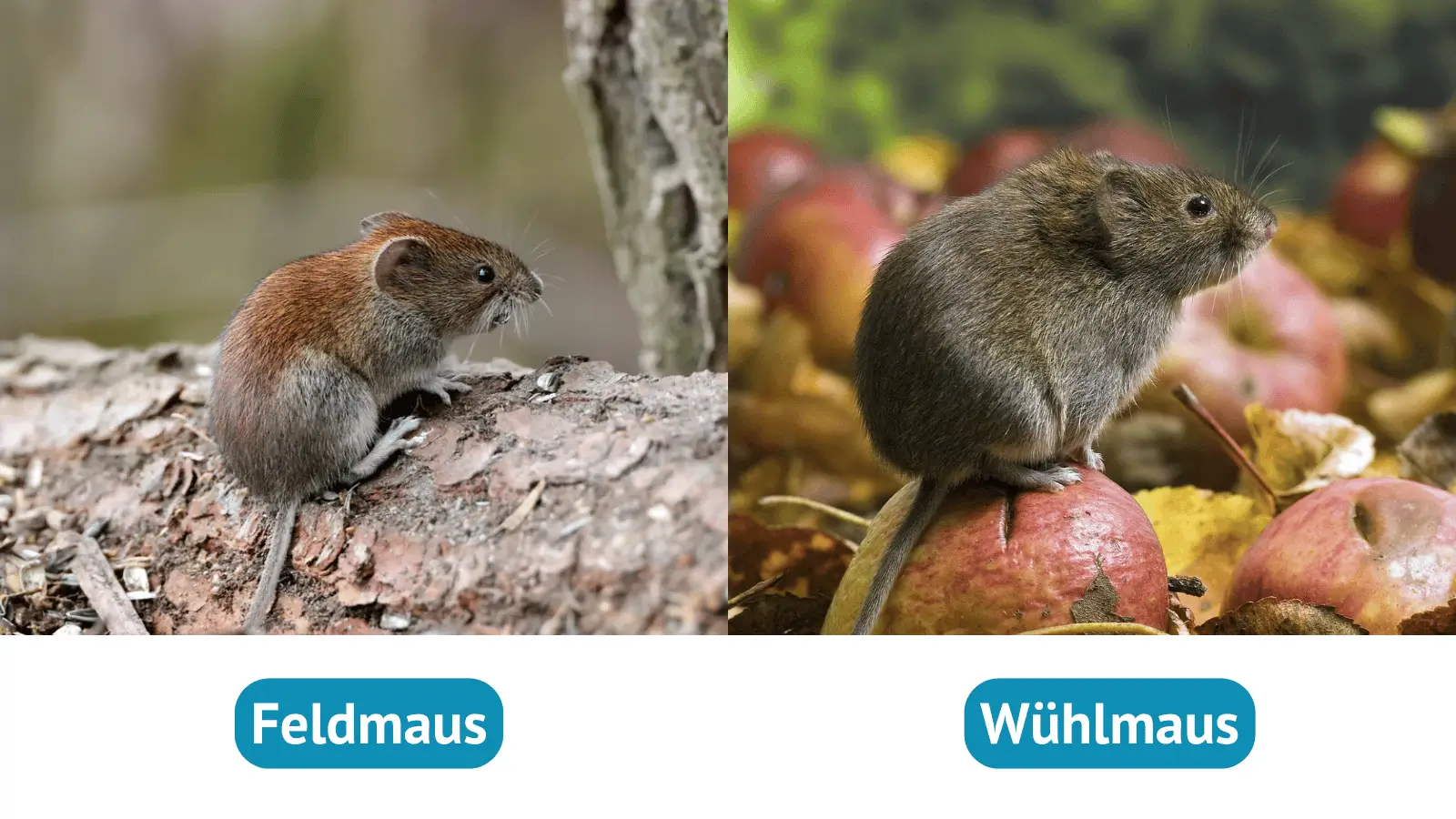 Feldmaus oder Wühlmaus