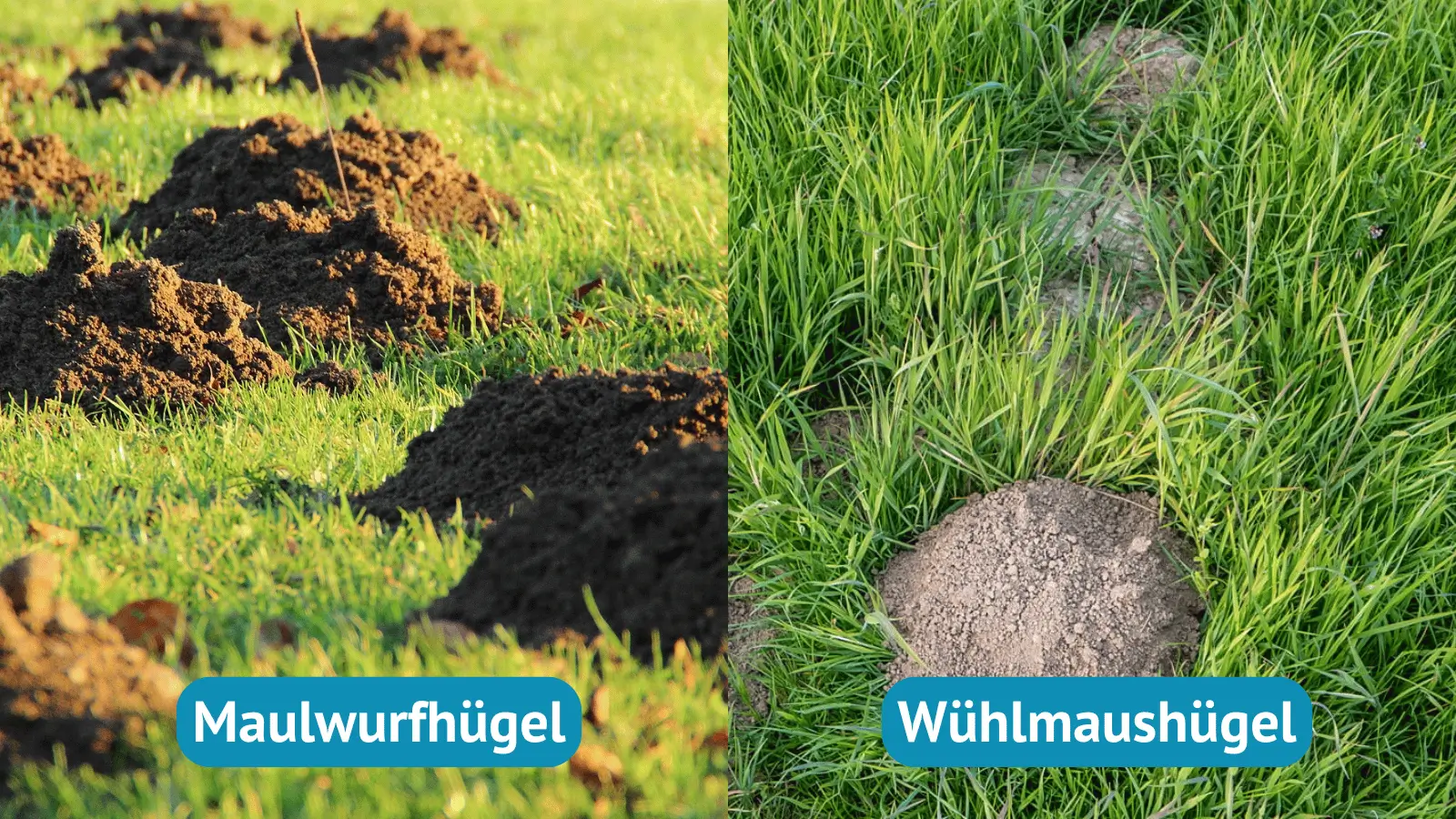 Maulwurf oder Wühlmaus Hügel