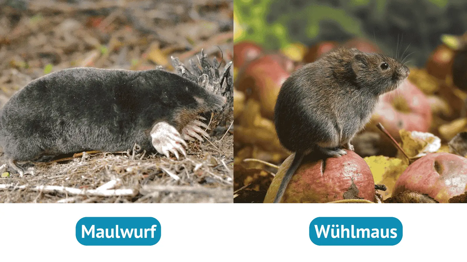 Maulwurf oder Wühlmaus