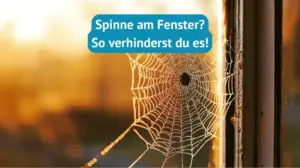 Spinnen am Fenster