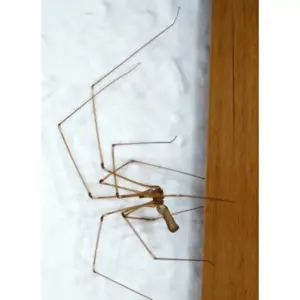 Riesen Spinne im Haus - Pholcus phalangioides